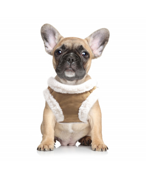 declan-harness hond milk & Pepper bruin wit bulldog