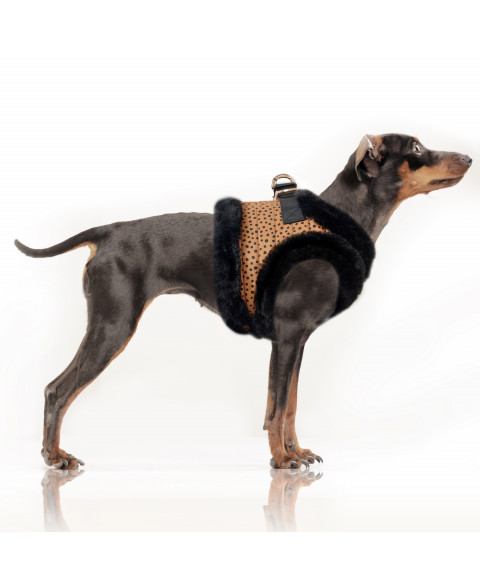 katoun-harness milk & pepper hond